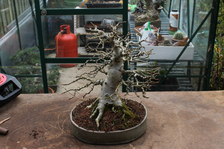 Roots Maple bonsai